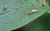 Tetragnatha sp.